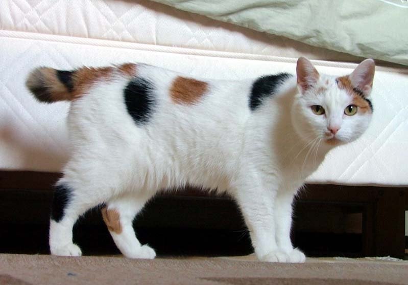 [Manx_breed_cat_named_Inkku[5].jpg]