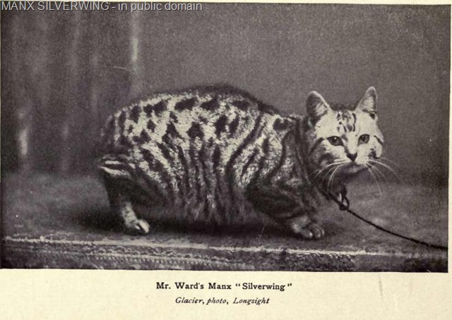 [1900s Manx cat[9].jpg]