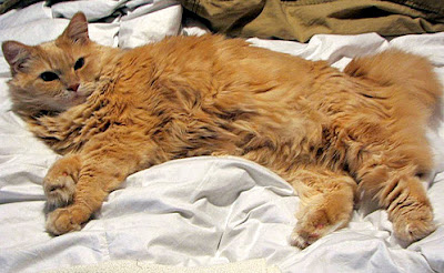 American bobtail cat