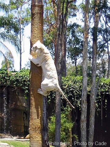 [white tiger climbing a tree[14].jpg]