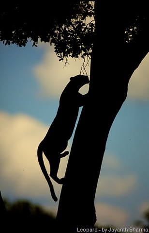 [leopard climbing tree in silhouette[20].jpg]