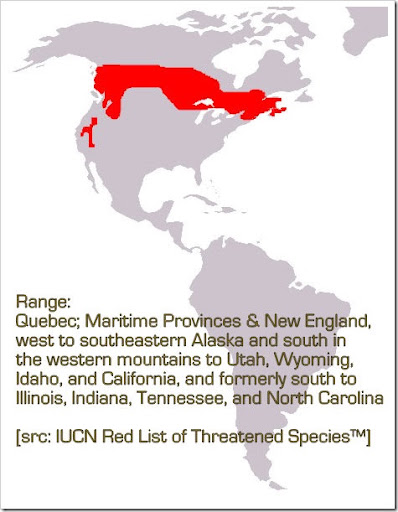 fisher cat sounds range of