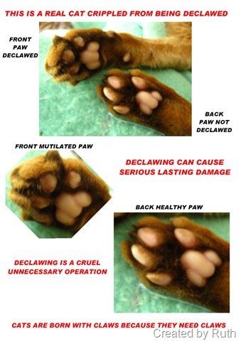[declawing poster showing damage to paw pads[8].jpg]