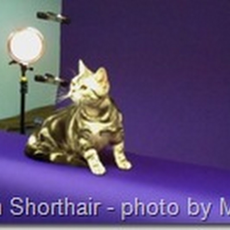Pictures with Captions in Blogger