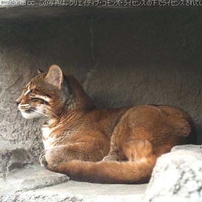[asiatic-golden-cat[14].jpg]