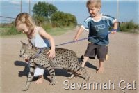 [savannah cat[8].jpg]