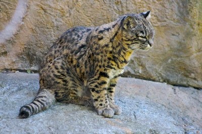 [geoffroys-cat[9].jpg]