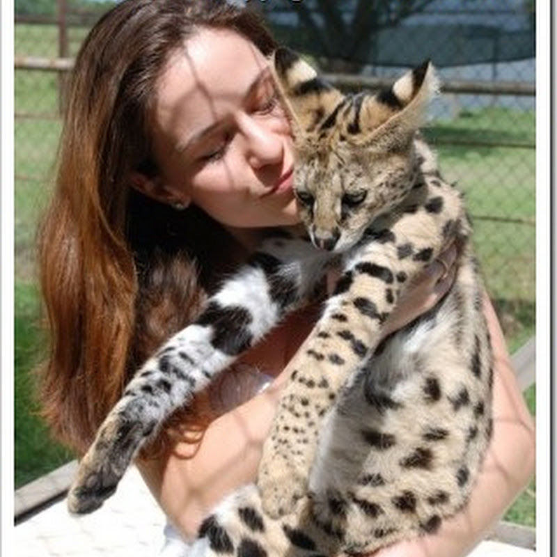 Serval cats