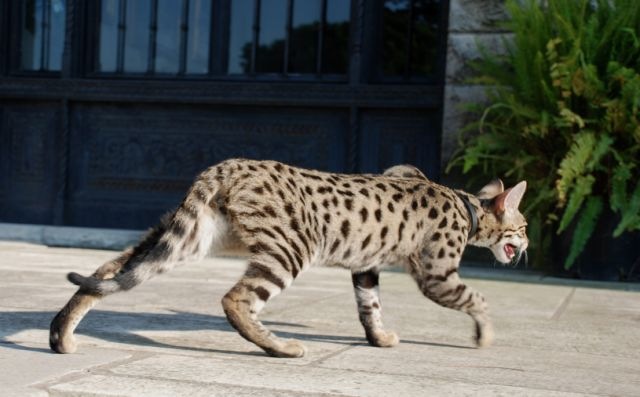 [kathrin-stucki-photos-f2-savannah-cat-3[2].jpg]