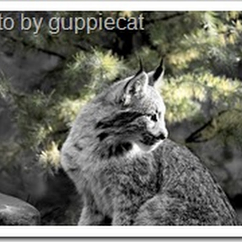 Canadian Lynx