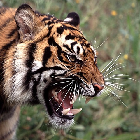 [tiger-roar[2].jpg]