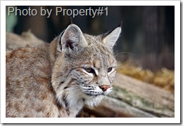 eurasian-lynx-Property#1