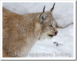 eurasian-lynx-1