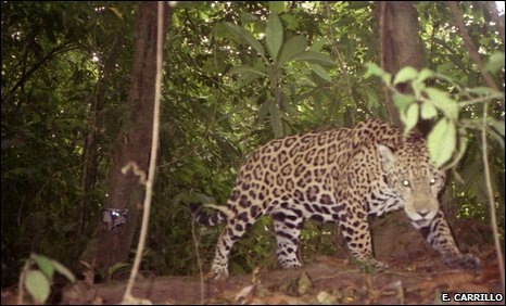 [camera trap picture jaguar costa rica[3].jpg]