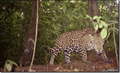Costa Rica Jaguar