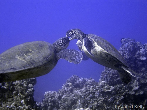 [marine turtles[3].jpg]