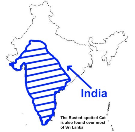 [rusty-spotted-cat-range-3[4].jpg]