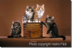 norwegian-forest-4-kittens