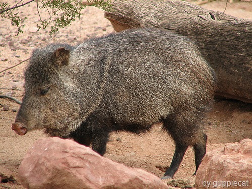 [collared peccary[3].jpg]