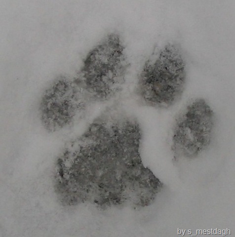 [mountain lion tracks 6[4].jpg]