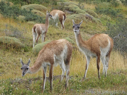 [Guanacos[5].jpg]
