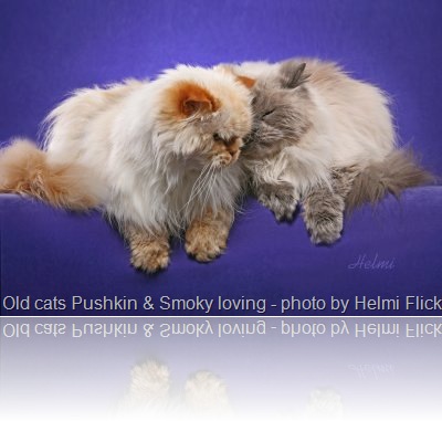 Old cats Pushkin and Smoky loving 1