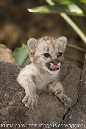 [mountain lion cub[11].jpg]