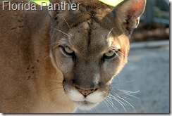 florida panther 1