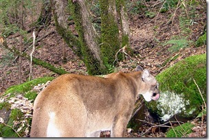 Puma picture camera trap
