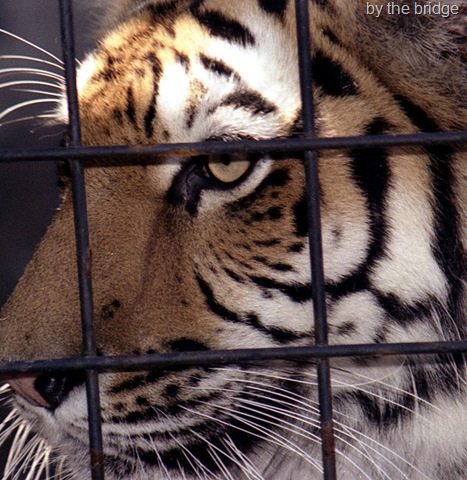 [siberian tiger in cage[6].jpg]