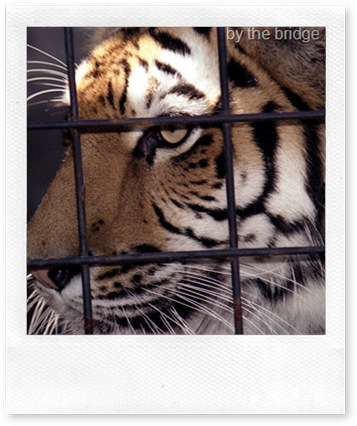 siberian tiger in cage