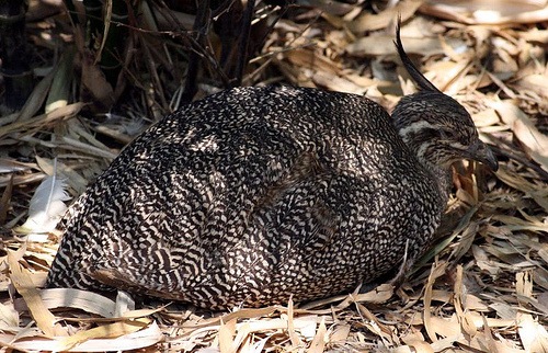 [tinamou[2].jpg]
