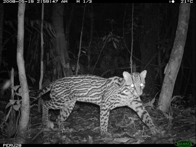[ocelot peru by Smithsonian's National Zoo[3].jpg]