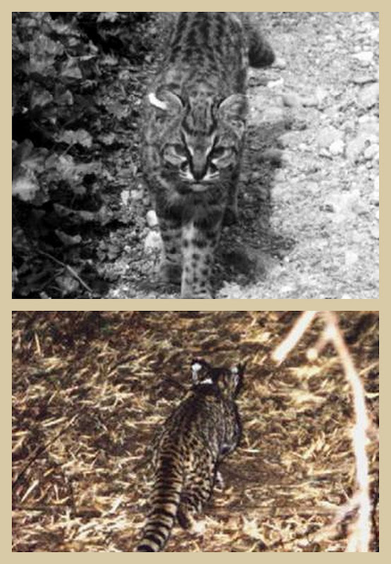 Kodkod wild cat collage