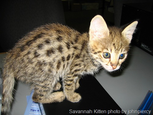 [savannah cat[22].jpg]