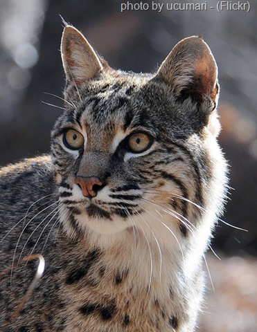 [bobcat portrait[11].jpg]