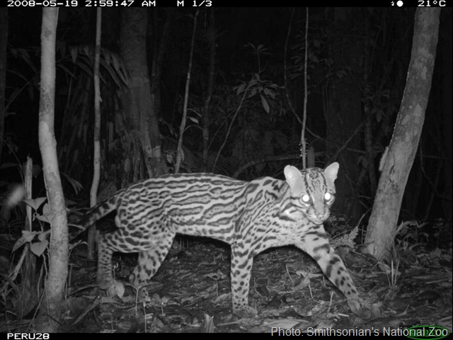 [ocelot peru by Smithsonian's National Zoo[9].jpg]