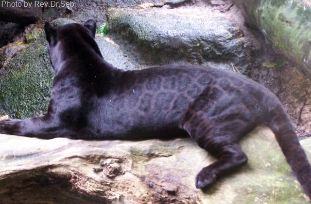 [black leopard picture 4[8].jpg]