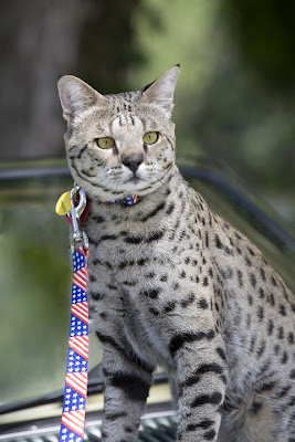 Motzie F2 Savannah cat on a jaguar car