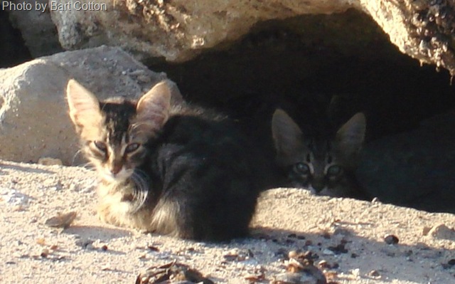 [Istanbul wild kittens[15].jpg]