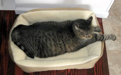 Mickey a large moggie cat in a bed that is too small for him