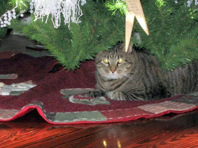 Mickey a large moggie under the Christmas tree