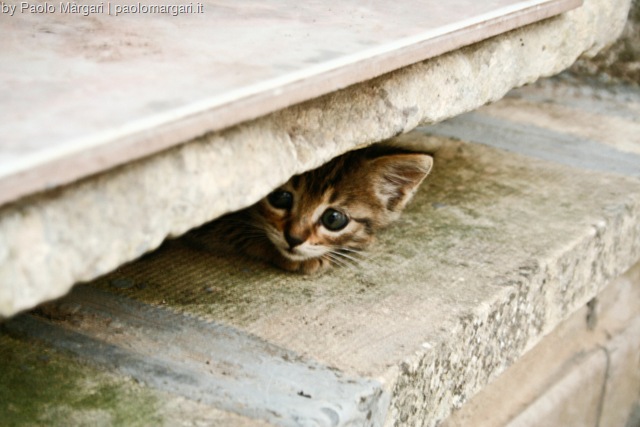 [whydocatshide7.jpg]