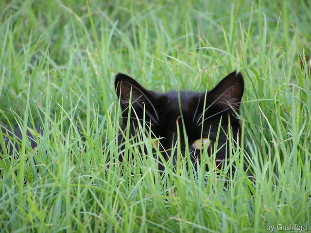 [whydocatshide15.jpg]