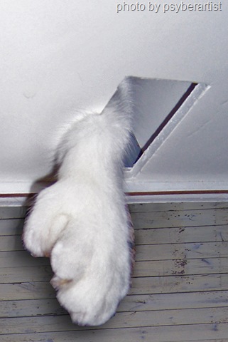 polydacty