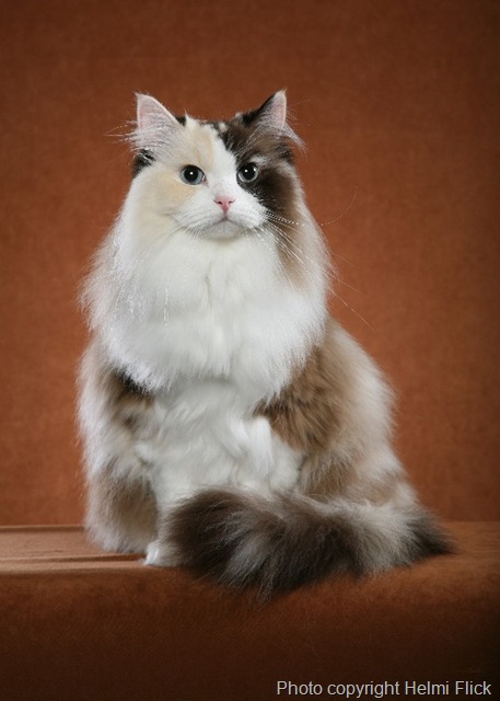 [Café Mocha Valencia 1[12].jpg]