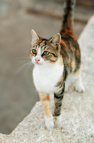 [Aegean cat from the Greek islands 1[3].jpg]