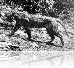 javan tiger