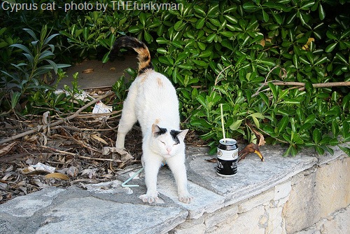 [cyprus cat looking like a Turkish Van cat[12].jpg]