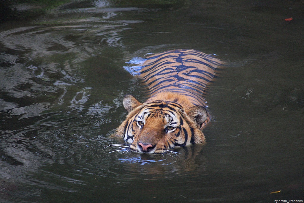 [tiger in water tiger wallpaper[6].jpg]